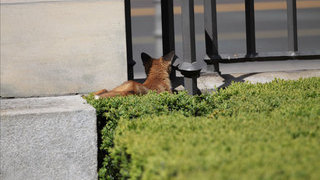 junger Fuchs schaut durch den Zaun