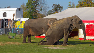 Foto: Elefanten vor einem Zirkuszelt