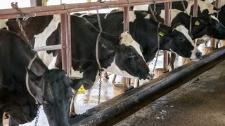 Foto: Kühe in einem Stall