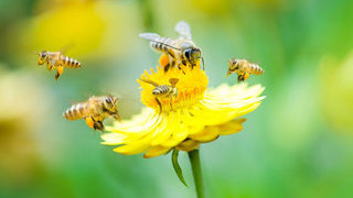 Foto: Bienen auf einer Bluete