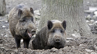 Foto: Wildschweine