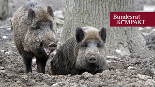 Foto: Wildschweine