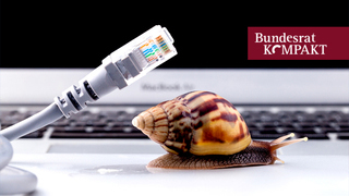 Foto: Schnecke mit Internetkabel 